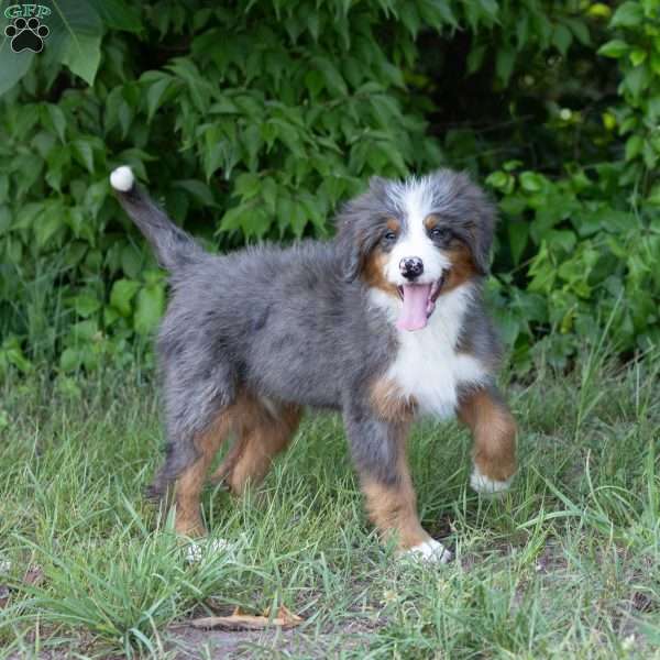 Shadow, Bernedoodle Puppy
